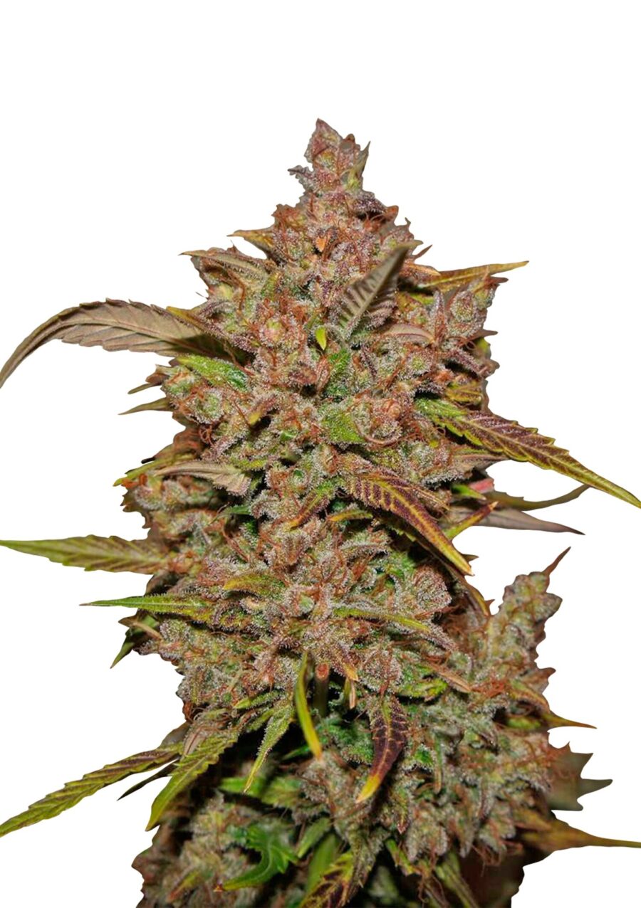 Fast Buds - Crystal Meth Automatic (5graines/paquet)