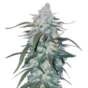 Fast Buds - Pineapple Express Automatic (3graines/paquet)