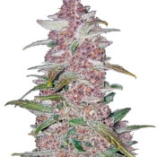 Fast Buds - Blackberry Automatic (3graines/paquet)