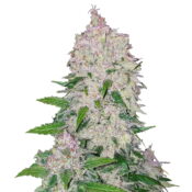 Fast Buds - Stardawg Automatic (5graines/paquet)