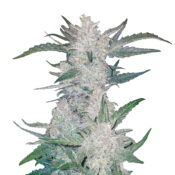 Fast Buds - Rhino Ryder Automatic (5graines/paquet)