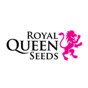 Royal Queen Seeds Stress Killer Automatic CBD graines de cannabis (paquet de 3 graines)