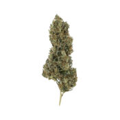Royal Queen Seeds Pain Killer XL CBD graines de cannabis (paquet de 3 graines)