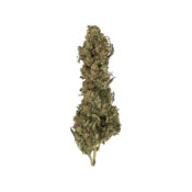 Royal Queen Seeds Royal Medic CBD graines de cannabis (paquet de 3 graines)