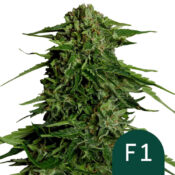 Royal Queen Seeds Epsilon F1 graines de cannabis autofloraison (paquet de 3 graines)