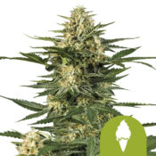 Royal Queen Seeds Green Gelato Auto graines de cannabis autofloraison (paquet de 5 graines)