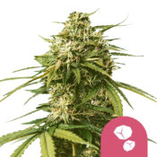 Royal Queen Seeds Gushers graines de cannabis feminisées (paquet de 3 graines)
