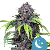 Royal Queen Seeds Purplematic CBD graines de cannabis (paquet de 3 graines)