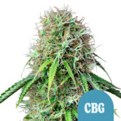 Royal Queen Seeds Royal CBG graines de cannabis autofloraison (paquet de 3 graines)