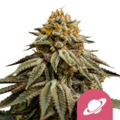 Royal Queen Seeds Royal Skywalker graines de cannabis feminisées (paquet de 3 graines)