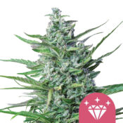 Royal Queen Seeds Special kush 1 graines de cannabis feminisées (paquet de 3 graines)