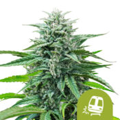 Royal Queen Seeds Trainwreck Auto graines de cannabis autofloraison (paquet de 3 graines)